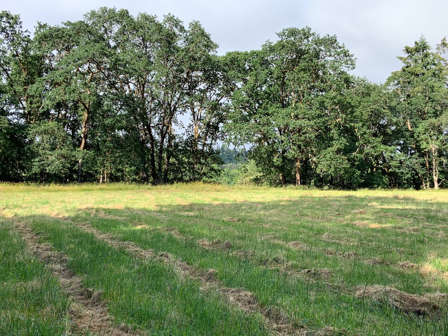 Oak tree grove on the historic James family 1852 pioneer farm, located south of Rochester.